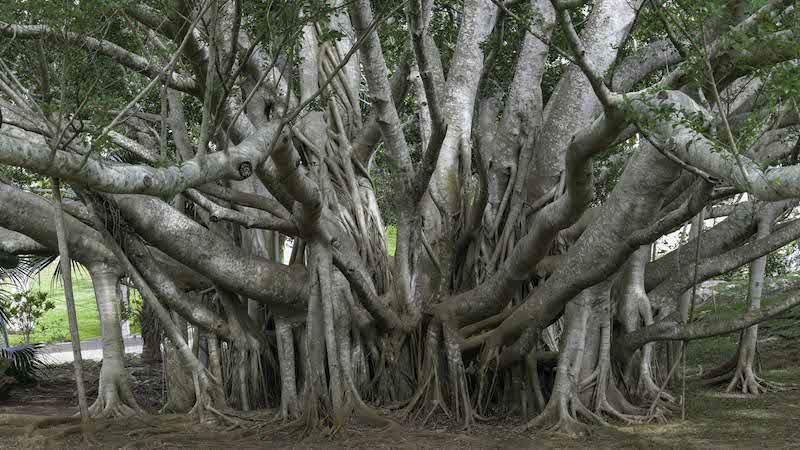 Banyan Tree